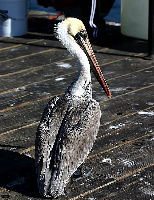 pelicans in santa barbara