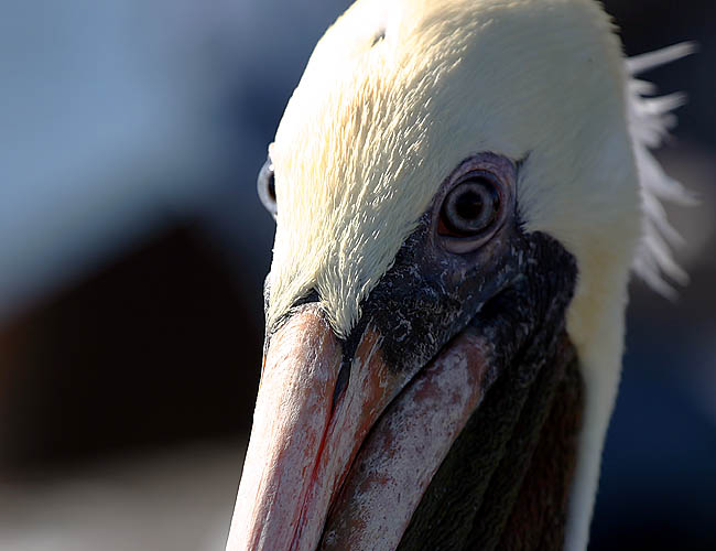 pelicans in santa barbara