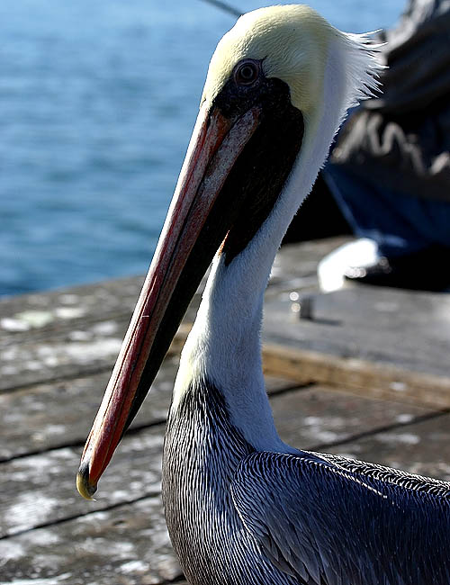 pelicans in santa barbara