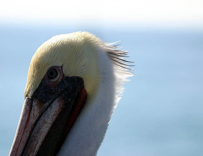 pelicans in santa barbara