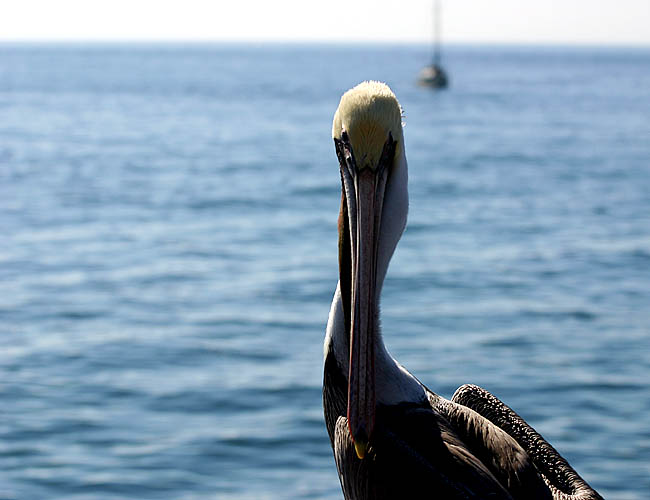 pelicans in santa barbara