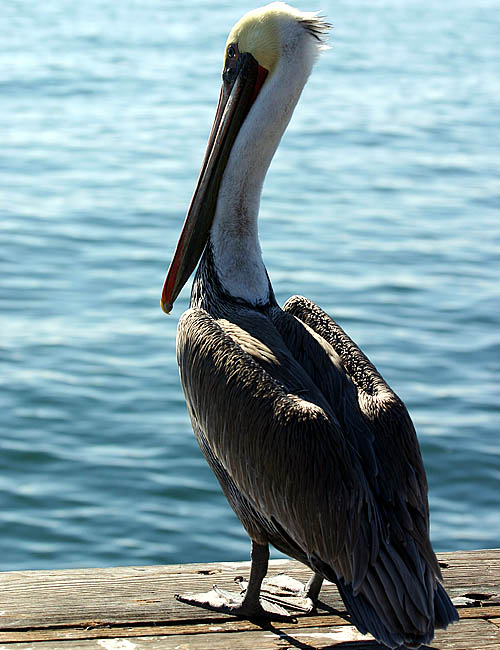 pelicans in santa barbara