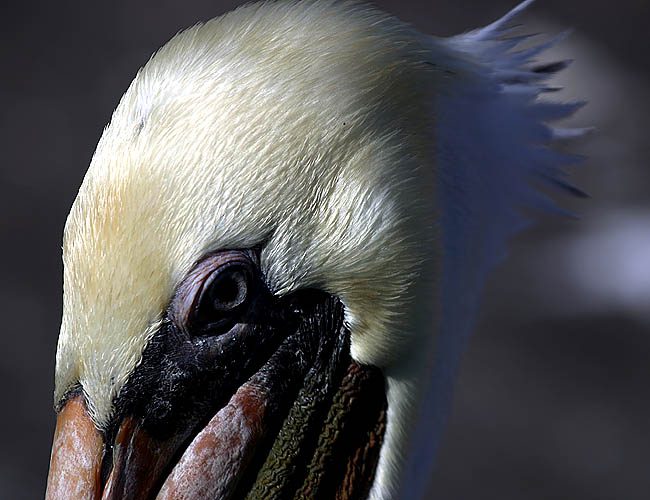 pelicans in santa barbara