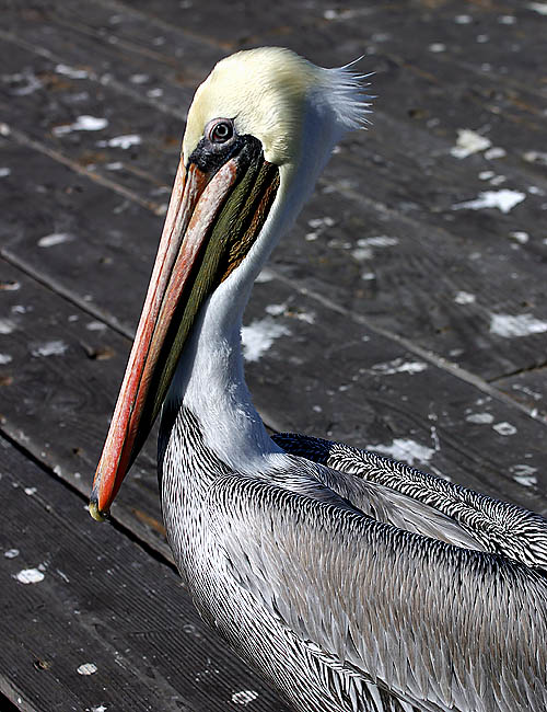 pelicans in santa barbara