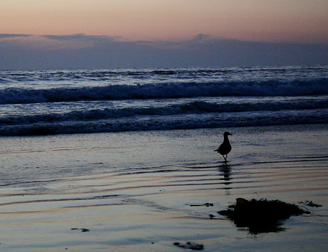 la jolla shores at twilight