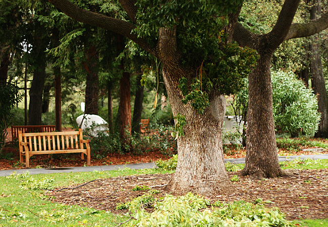 Stanford Campus