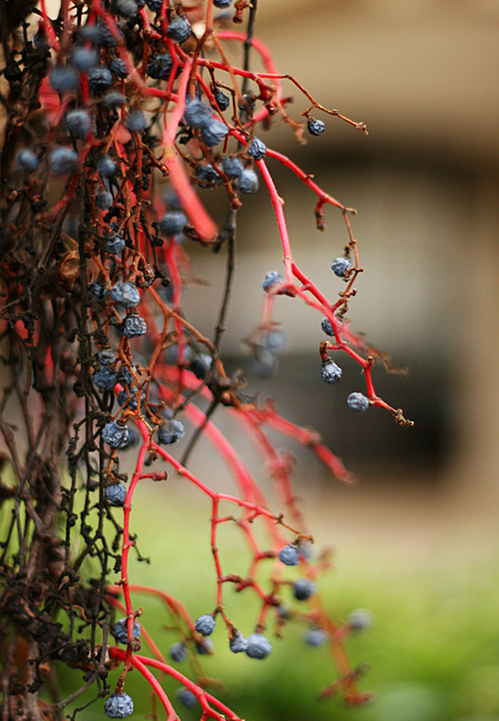 Stanford Campus