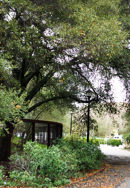 Stanford Campus