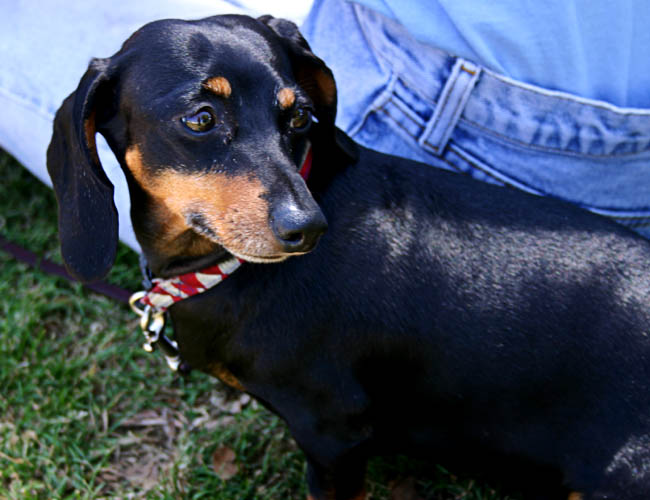 vernal equidox - dachsund club