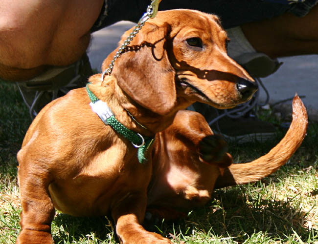 vernal equidox - dachsund club