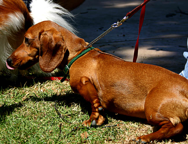 vernal equidox - dachsund club