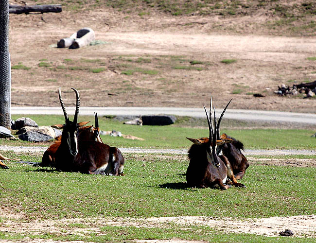 wild animal park