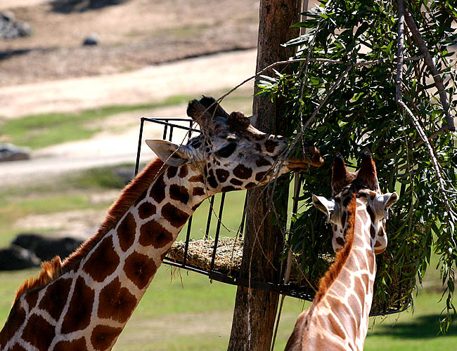 wild animal park