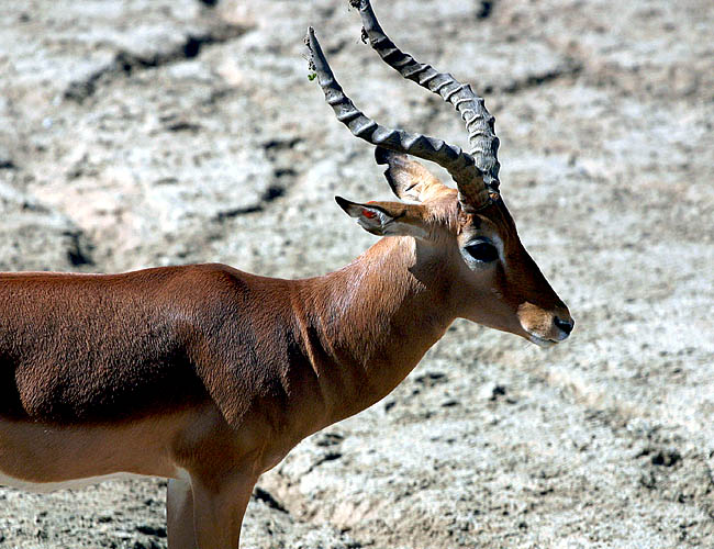 wild animal park