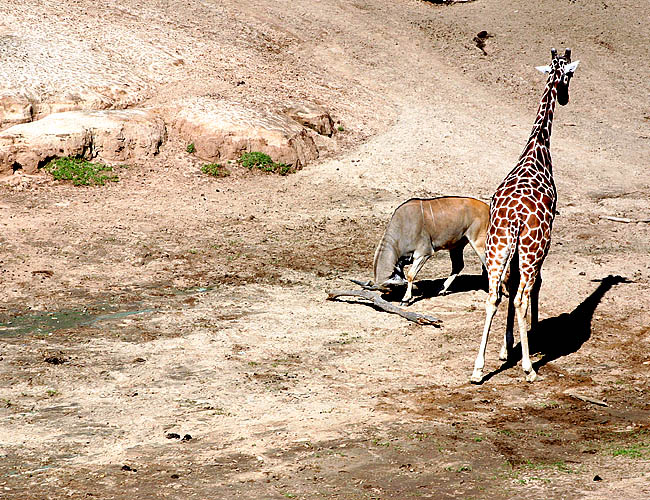 wild animal park