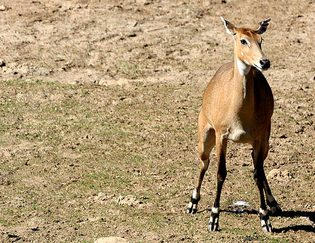 wild animal park