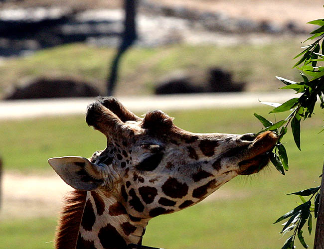 wild animal park