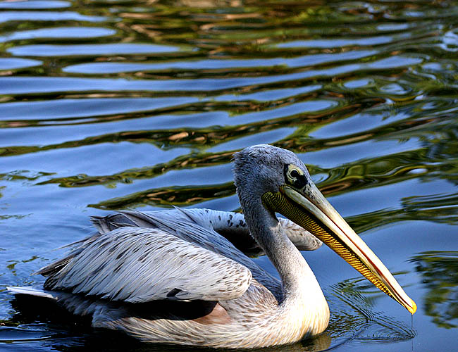 wild animal park