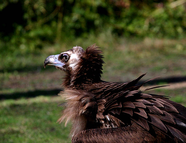 wild animal park