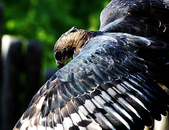 wild animal park