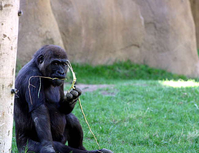 wild animal park