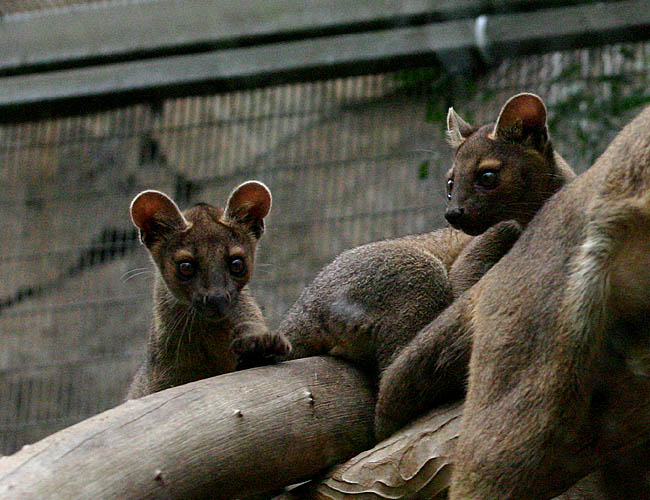 wild animal park