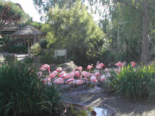 san diego wild animal park