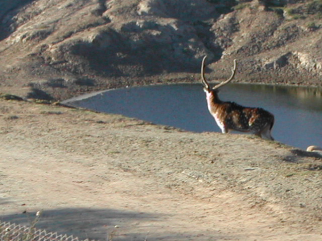 san diego wild animal park