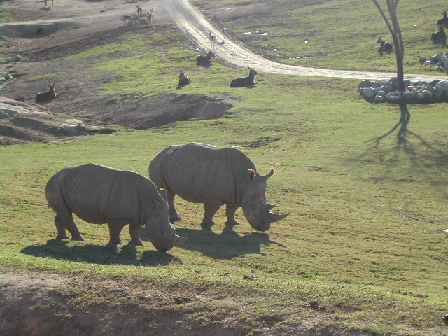 san diego wild animal park