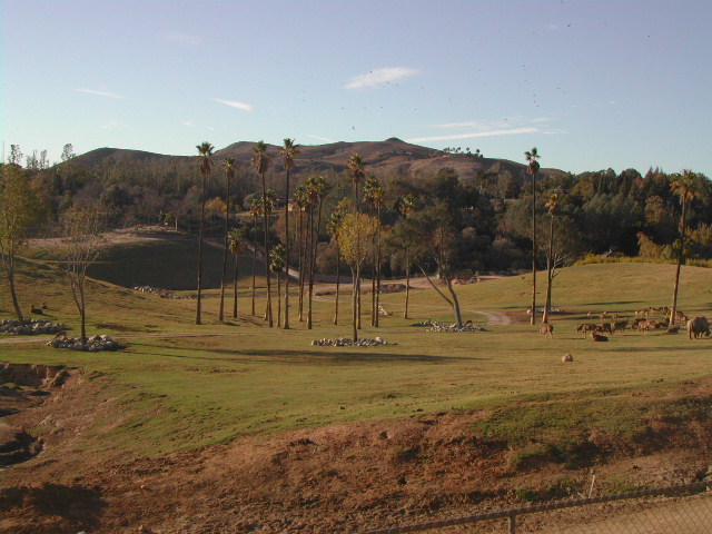 san diego wild animal park