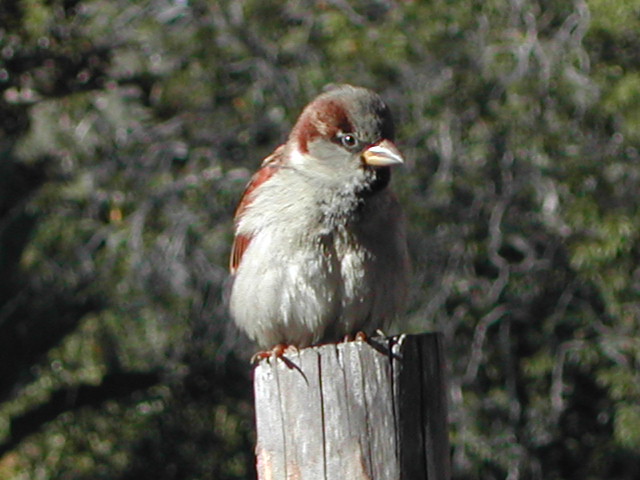 san diego wild animal park