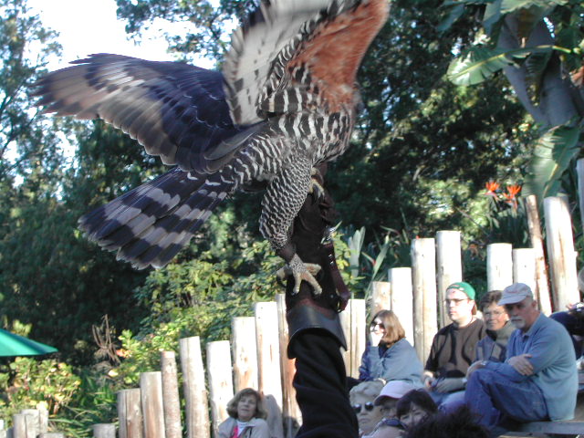 san diego wild animal park