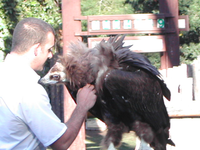 san diego wild animal park