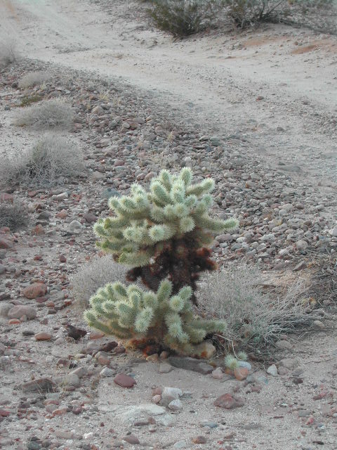 anze borrego desert