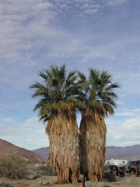 anze borrego desert