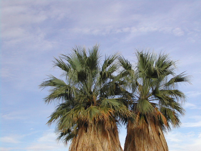 anze borrego desert