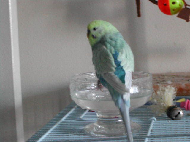 bathing birdie