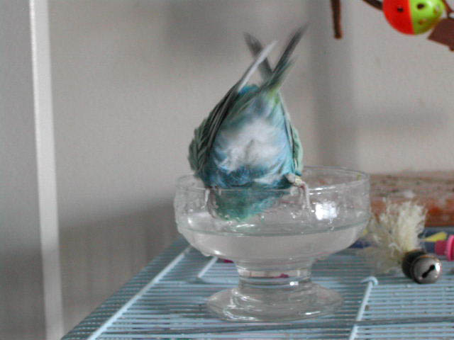 bathing birdie