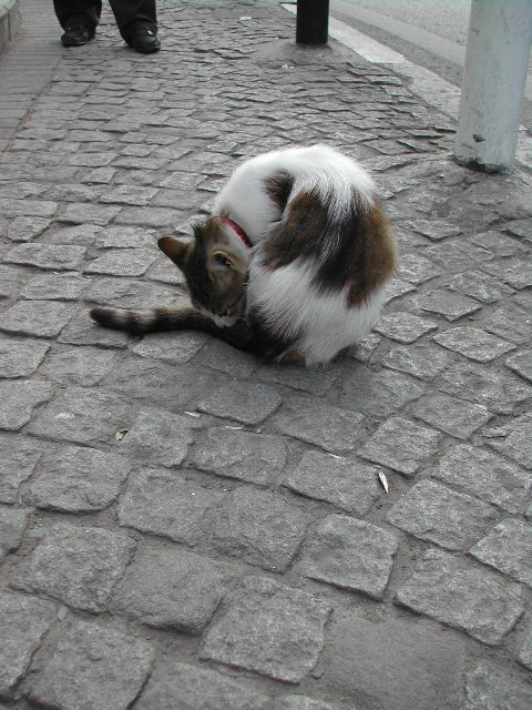 mosques in streets of istanbul