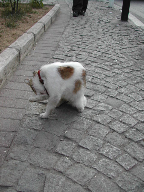 mosques in streets of istanbul