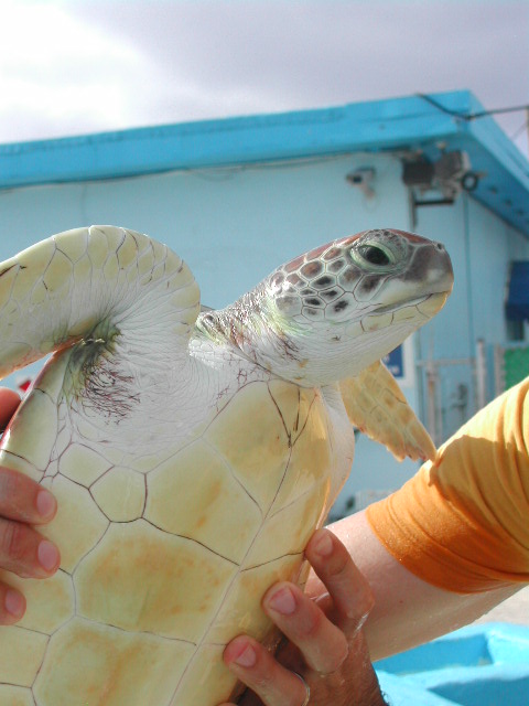 grand cayman island