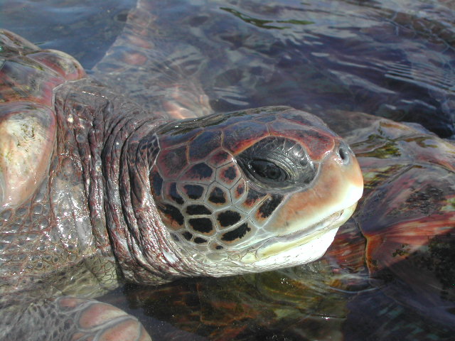 grand cayman island