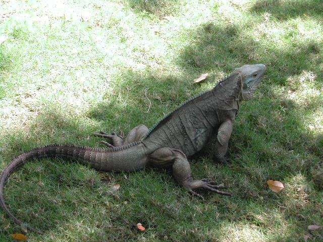 grand cayman island