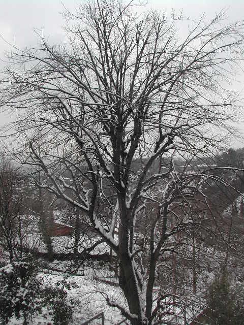 snow in istanbul - february 2003