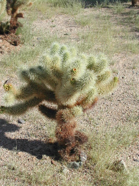 Joshua Tree National Park