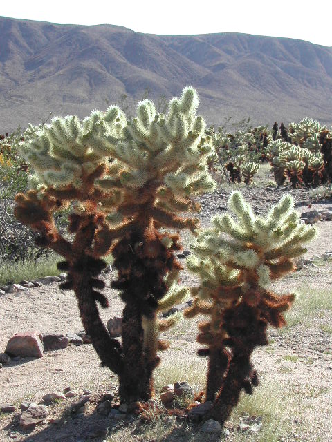 Joshua Tree National Park