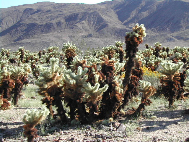 Joshua Tree National Park