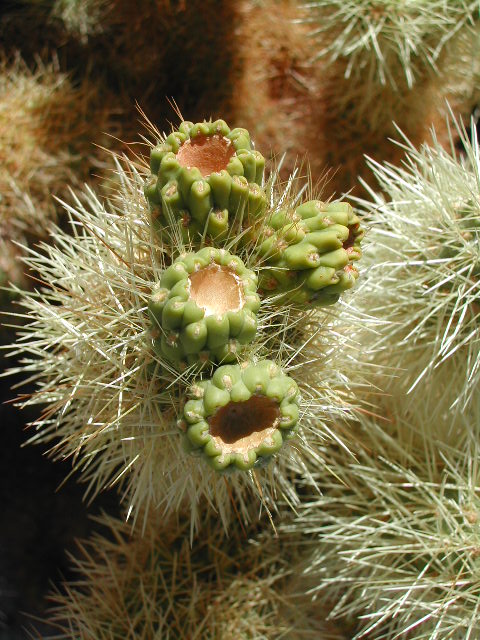 Joshua Tree National Park