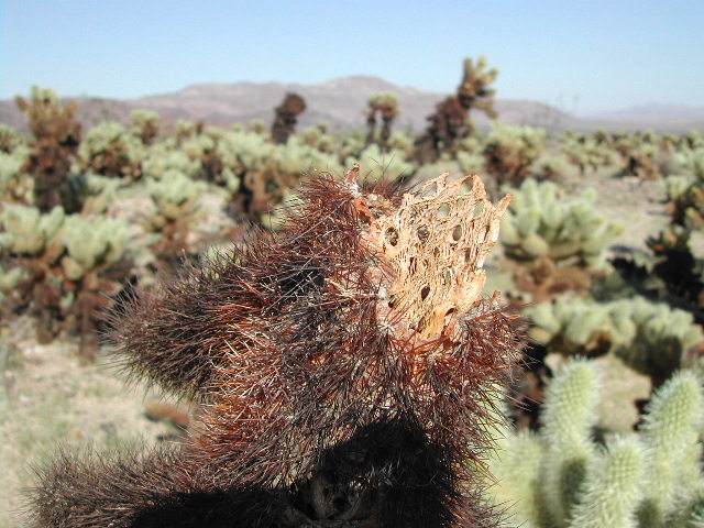 Joshua Tree National Park