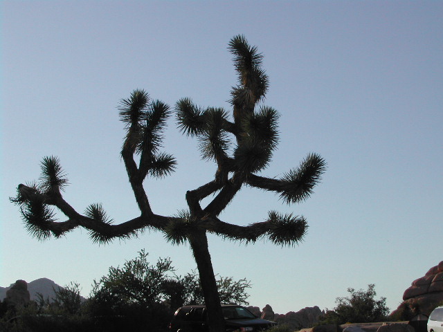 Joshua Tree National Park